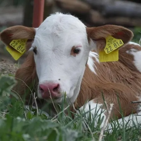 펜션 Mit Terrasse Und Garten In 반들리츠