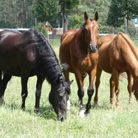 펜션 Mit Terrasse Und Garten In 반들리츠