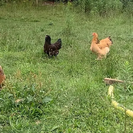 Mit Terrasse Und Garten In *