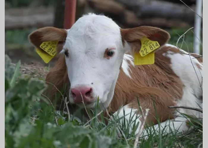 بيت للعطل Mit Terrasse Und Garten In فاندليتس