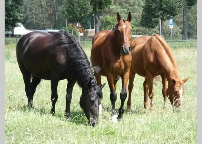 بيت للعطل Mit Terrasse Und Garten In فاندليتس