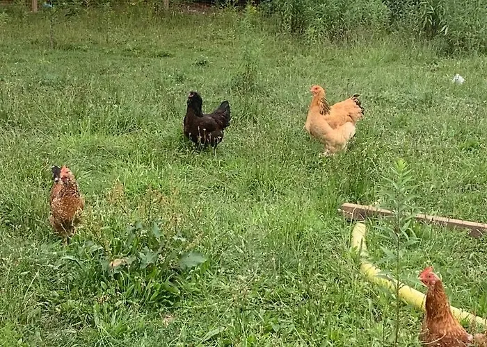 Mit Terrasse Und Garten In *